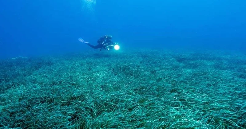 4,5 yıl boyunca yemek yemeden hareketsizce bekledi: Yavruları için hayatından vazgeçti Sözcü Gazetesi