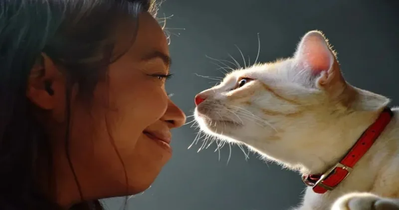 Kediniz sadece yüzünüzü mü tanıyor sandınız? Sesinizi tanır. kokunuzu analiz eder!