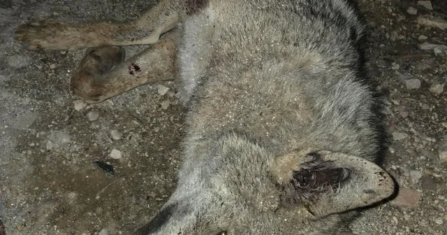 Otomobilin çarptığı kurt telef oldu Elazığ Haberleri