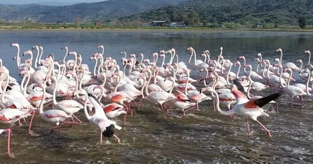 Büyük Menderes teki taşkın nedeniyle tarlalar su altında kaldı; flamingolar bölgeye akın etti Aydın Haberleri