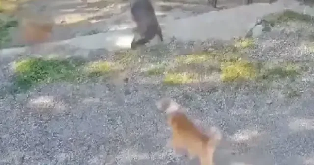 Sokakta oyun oynayan 8 yaşındaki çocuğa sahipsiz köpeklerin saldırma anı kamerada VİDEO İZLE