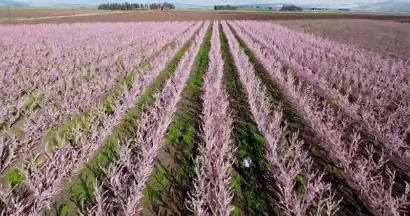 Amik Ovası nda meyve bahçeleri görsel güzellik oluşturdu