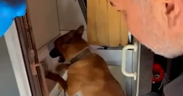 Kırklareli’nde otobüste 3 kilo skunk ele geçirildi: Sanık itiraf etti VİDEO İZLE