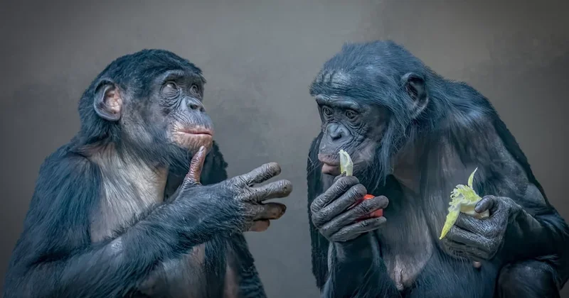 Sarhoş maymun hipotezi kanıtlandı: Testi geçemiyorlar Sözcü Gazetesi