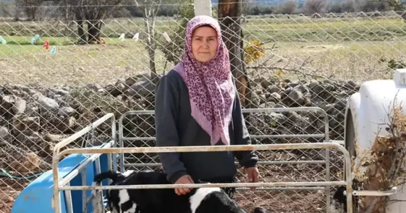 Denizli de kadın girişimci devlet desteğiyle hayal ettiği çiftliği kurdu