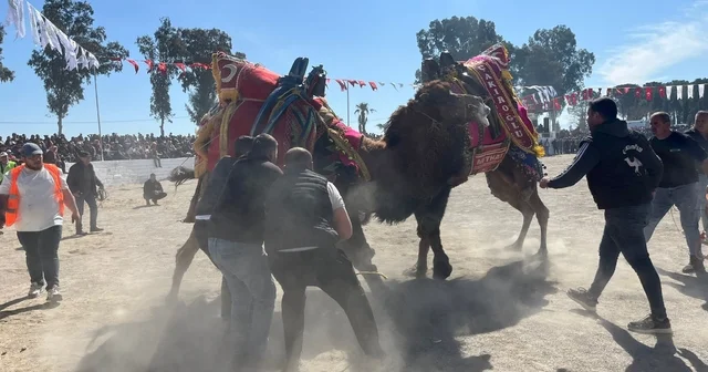 Şap karantinası kalktı, deve güreşleri İncirliova da başladı Aydın Haberleri