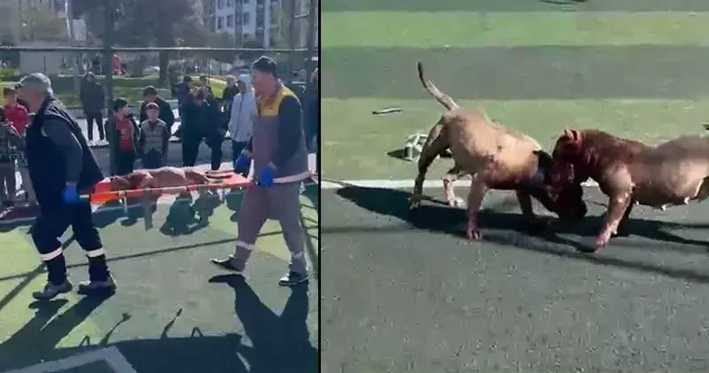 Sultangazi’de futbol sahasında pitbullar birbirine saldırdı