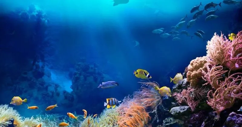 Hem ışık saçan hem de kopan kollarını hızla yenileyen yaratık keşfedildi Sözcü Gazetesi