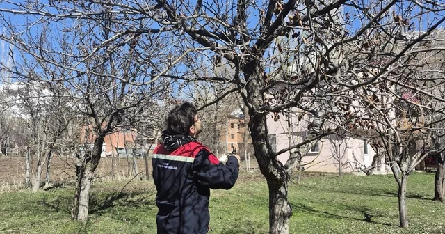 Aydıntepe de meyve bahçelerinde budama uygulaması sürüyor Bayburt Haberleri