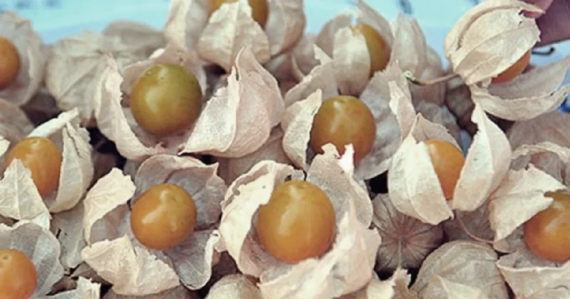 Kilosu servet değerinde: Üreten 1 senede evini arabasını alıyor Sözcü Gazetesi