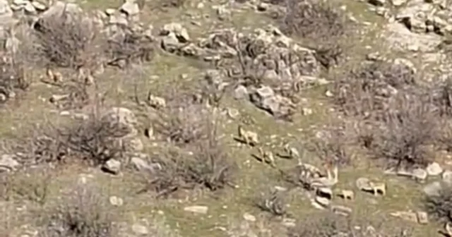 Diyarbakır da popülasyonları her geçen gün artıyor, kaçak avlayanlara 940 bin lira ceza kesiliyor Diyarbakır Haberleri