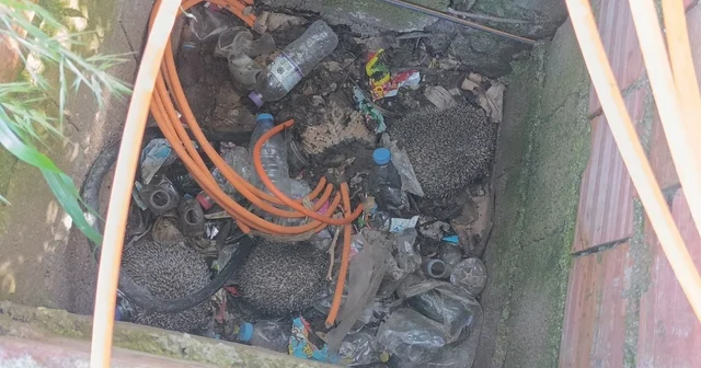 İtfaiyeden rögarda üç kirpi, bacada serçe mesaisi Manavgat ta mahsur kalan hayvanlara itfaiye eli: Bacadan serçe, rögardan kirpiler çıkarıldı Antalya Haberleri