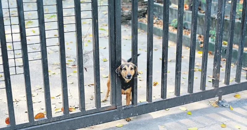 Zincirsiz köpek besleyene 2 milyon TL ceza