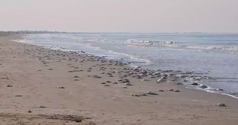 Tüm sahili kapladılar: Binlercesi kıyıya vurdu, uzmanlar uyardı! Sakın dokunmayın...