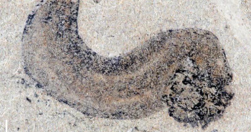 Sosis benzeri yaratıkta insan geni bulundu Sözcü Gazetesi