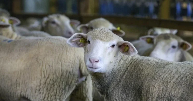 Yunanistan’da küçükbaş hayvanlarda çiçek hastalığı: Vaka sayısı 2 bin 147’ye ulaştı Dünya Haberleri