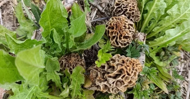 Hisarcık ta kuzugöbeği sezonu açıldı Yağışların ardından dağlarda bolca çıkan lezzetiyle ünlü kuzugöbeği mantarının kilosu 1000 liradan satışa sunuluyor Kütahya Haberleri