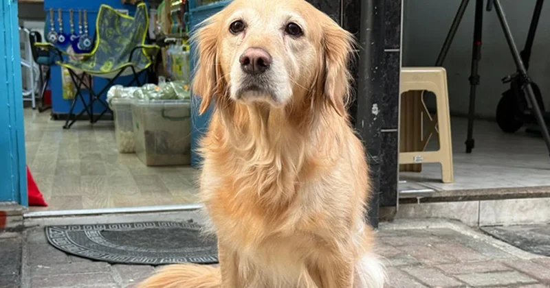 Yıllardır titreyen köpek bakın nasıl iyileşti Sözcü Gazetesi