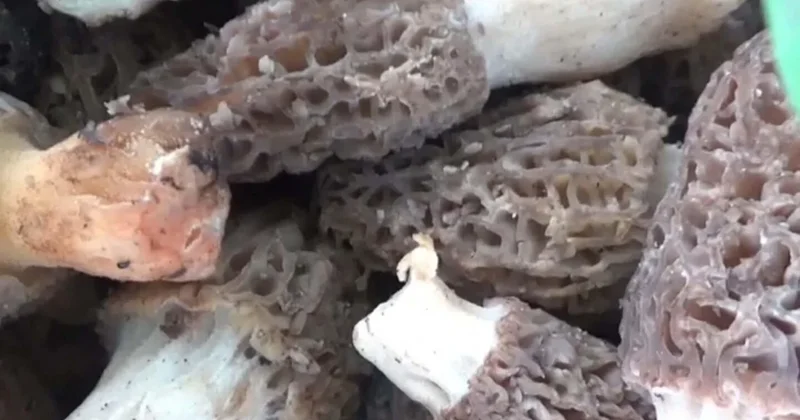 Köylüler dağ taş demeden arıyor: Toplayıp getirene kilosu için bin TL veriyorlar Sözcü Gazetesi