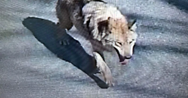 Şehirde canavar alarmı! Tünel kazarak kaçtı, uyarı üstüne uyarı yapılıyor