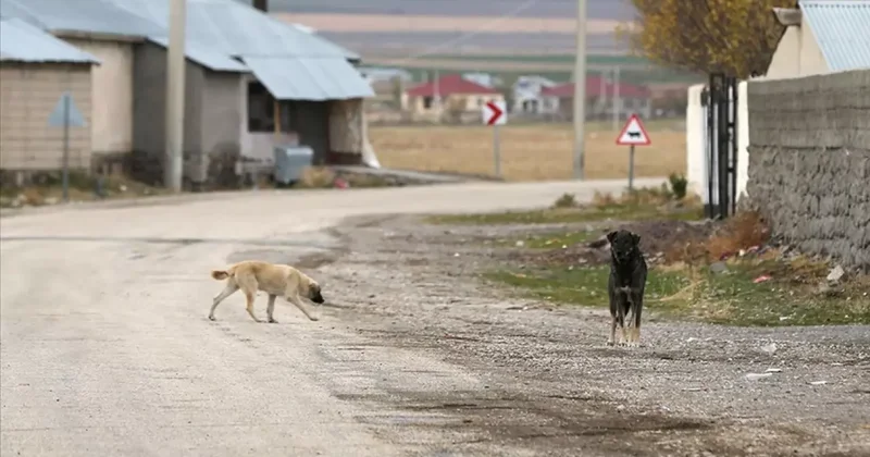 Yargıtay dan emsal köpek kararı: 2 milyon TL tazminat