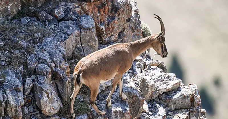 Yılda bir yavru doğuruyor: Bu hatayı yapan 940 bin liraya keçi sahibi oluyor