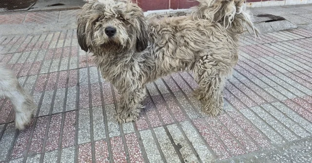 Sanayide tüyleri kirlenen beyaz köpek adeta kapkara oldu O da sanayi çalışanlarına benzemiş Eskişehir Haberleri