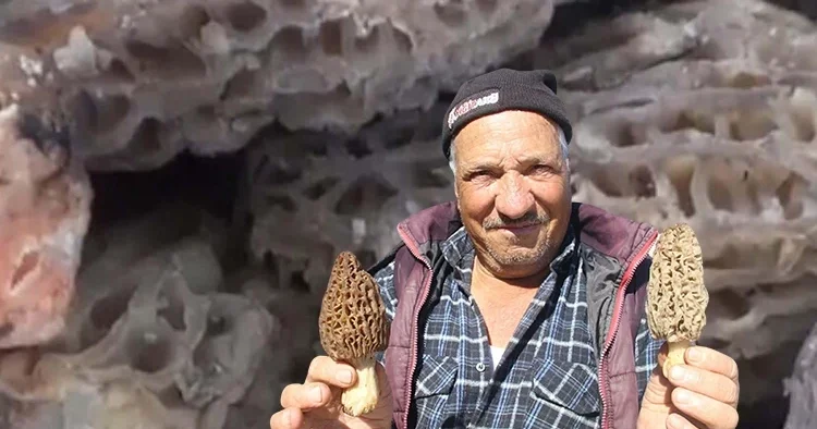 Dağ köylerindeki vatandaşın gelir kapısı oldu: Kilosunu 1.000 liraya satıyorlar