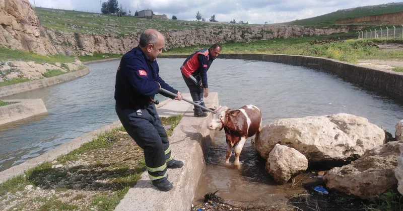 Su kanalına düşen inek için seferber oldular