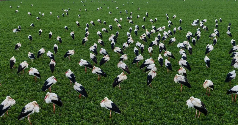Afrika dan gelip Konya da mola verdiler: Tarım arazilerinde enerji topluyorlar