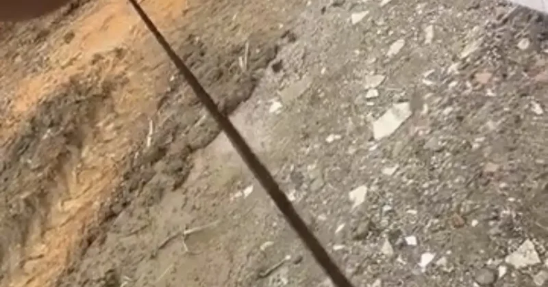 Diyarbakır’da yılanlar kış uykusundan uyandı