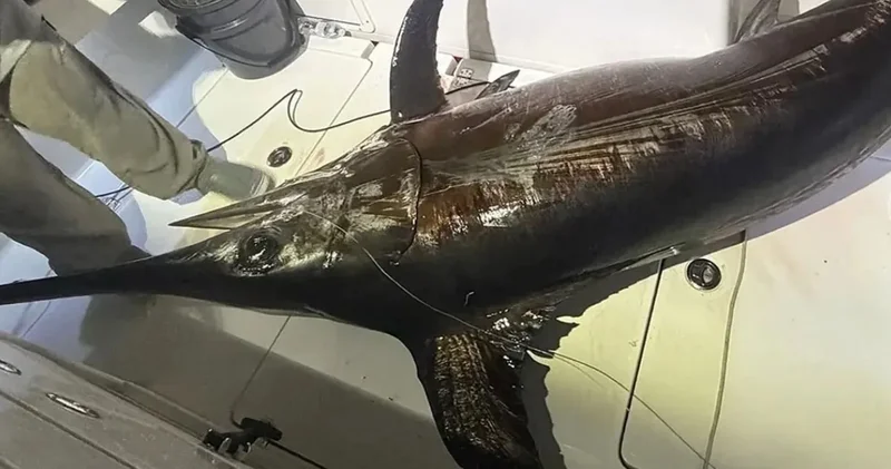 Okyanusun deviyle 5 saatlik düello: Tüm kasaba bu balıkla doydu