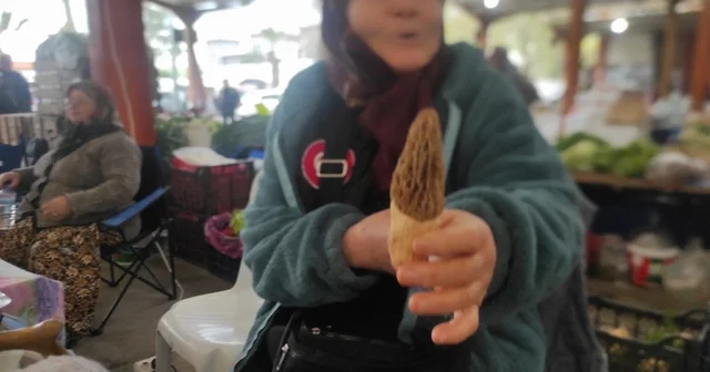 Çanakkale de dağ köylerinde kuzugöbeği gelir kapısı oldu Çanakkale Haberleri