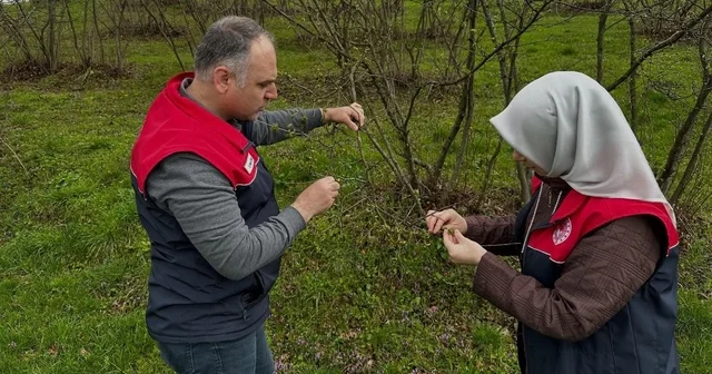 Fındık üreticilerine kozalak akarı ve külleme uyarısı Düzce Haberleri