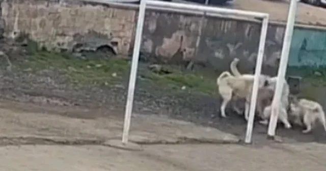 Şanlıurfa’da sahipsiz köpekler okul bahçesini birbirine kattı: Öğrenciler büyük korku yaşadı VİDEO İZLE