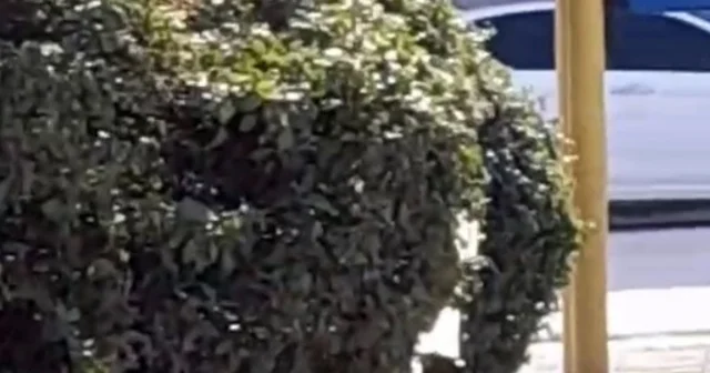 Çocuk parkı içinde sigara içen çocuklar kamerada Çocuklara müdahale eden Muhtar Kuş Açıkgöz: Bir yerde eksiklerimiz var, çocuklarımızı kötü alışkanlıktan kurtarmalıyız Eskişehir Haberleri