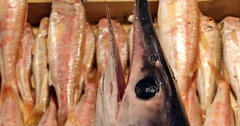 Balıkçının yakaladığı tek bir balıkla tüm ilçe karnını doyurdu Sözcü Gazetesi