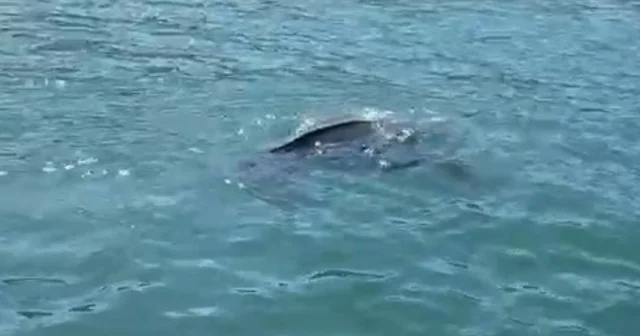 Rize de nadir görülen deniz kaplumbağası balıkçının kamerasına yansıdı Rize Haberleri