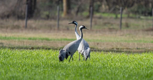 Turnaların izinde: 2026 izleme çalışmaları sürüyor Samsun Haberleri