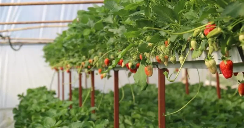 Samsun da topraksız tarım yöntemiyle yetiştirilen maydanozun hasadı yapıldı