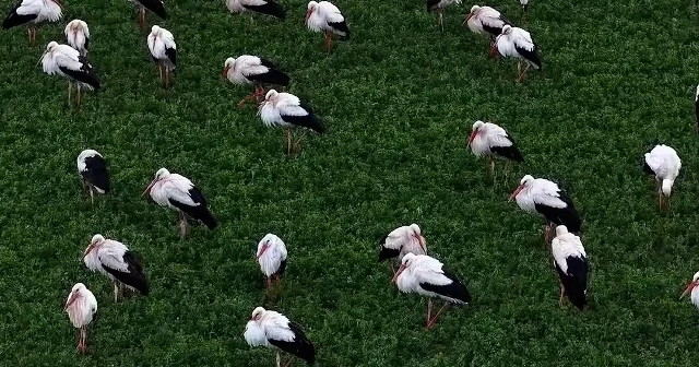 Baharı müjdeleyen leylekler Ilgın’da mola verdi VİDEO İZLE