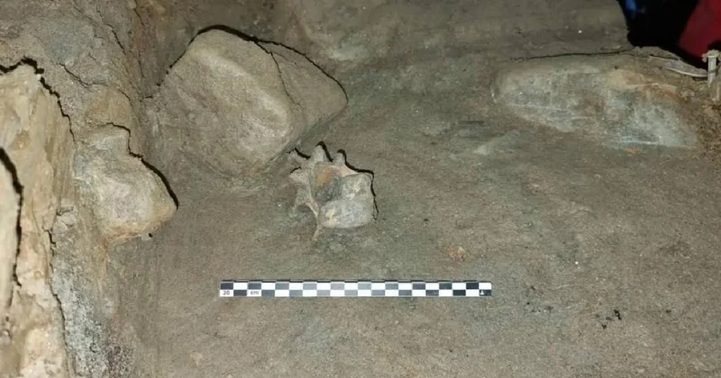 Gizemli mağarada hiçbir yerde bulunmayan 46 tür keşfedildi Sözcü Gazetesi