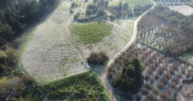 Mersin de misket büyüklüğünde dolu etkili oldu: Orman ve bahçeler beyaza büründü Mersin Haberleri