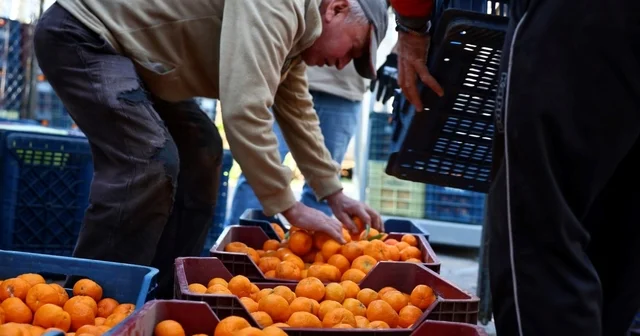 Mandalin üreticisine 5 milyon kazanç Muğla Haberleri