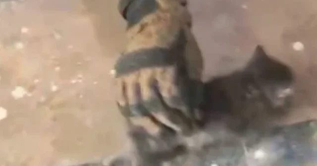 Asansör boşluğundan gelen ses ekipleri harekete geçirdi: Yavru kediyi itfaiye kurtardı VİDEO İZLE