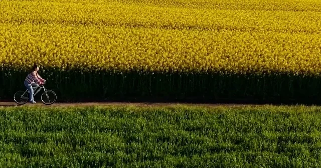 Edirne sarıya boyandı: Kanola tarlaları agro turizmi canlandırdı VİDEO İZLE