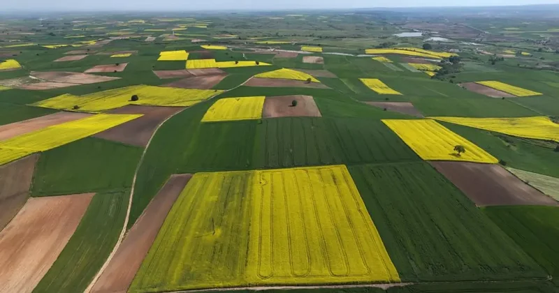Edirne de kanola tarlaları sarıya büründü