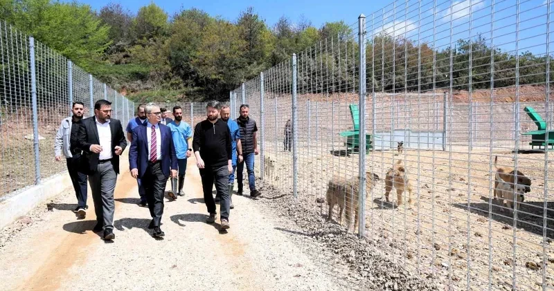 Kocaeli’de 650 köpek kapasiteli yeni barınak hizmete alındı Kocaeli Haberleri