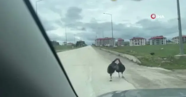 Karabük te yol ortasındaki hindi kavgası trafiği durdurdu