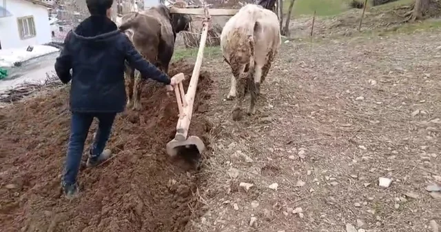 Zamana direnen gelenek: Bahçesaray da traktörün giremediği dik yamaçlarda karasaban mesaisi Van Haberleri